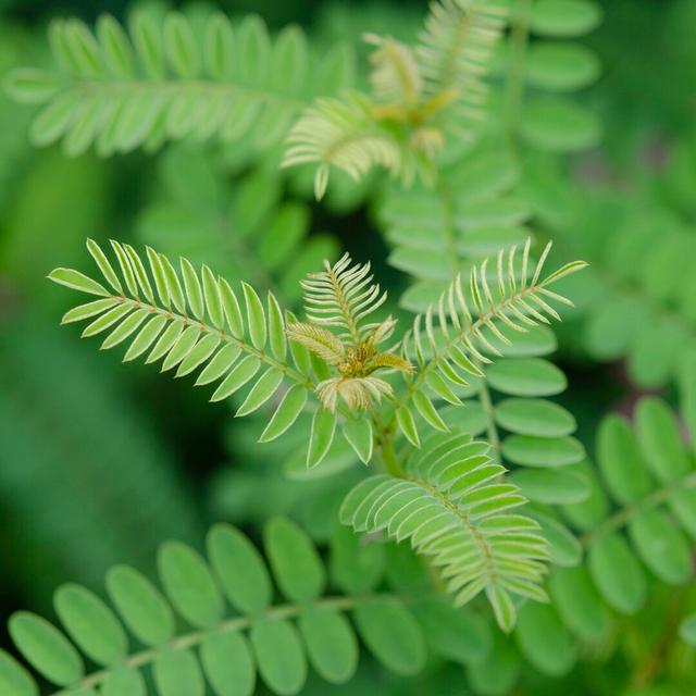 Cropped Garden Leaves II by Laura DeNardo - Wrapped Canvas Photograph Ebern Designs Size: 76cm H x 76cm W on Productcaster.