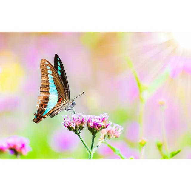 Dodgson Closeup Butterfly - Wrapped Canvas Photograph 17 Stories Size: 20cm H x 30cm W x 3.8cm D on Productcaster.