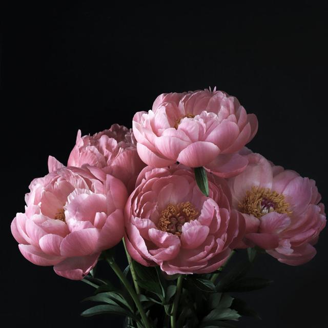 Pink Peonies Flowers. by Grazziela Bursuc - Wrapped Canvas Print Ebern Designs Size: 30.48cm x 30.48cm on Productcaster.