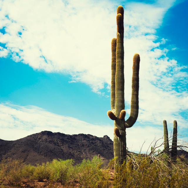 Arizona Saguaro Cactus - Print Natur Pur Size: 30cm H x 30cm W x 3.8cm D on Productcaster.