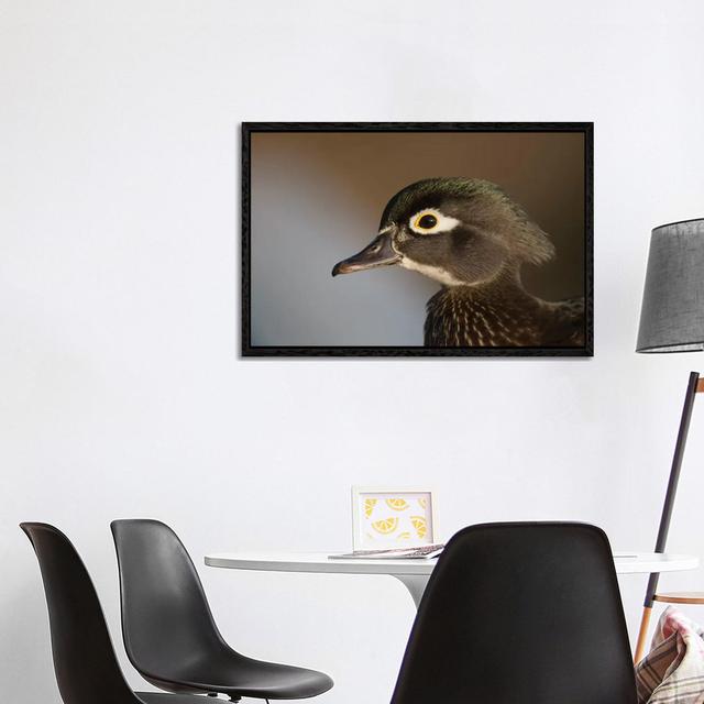 Wood Duck Female, Close-Up Of Head. von Richard Wright - Gallery-Wrapped Canvas Giclée on Canvas 17 Stories Format: Schwarzer Rahmen, Größe: 66,04 cm on Productcaster.