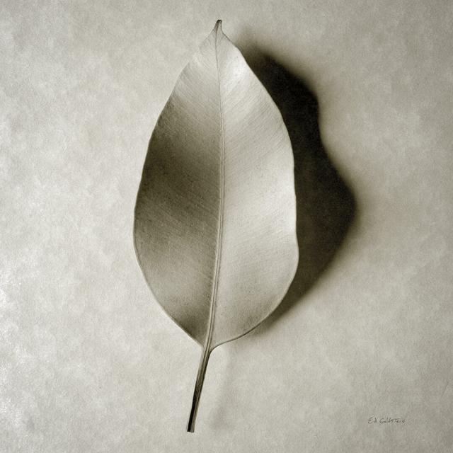 One Leaf by Ed Goldstein - Wrapped Canvas Photograph Marlow Home Co. Size: 122cm H x 122cm W on Productcaster.