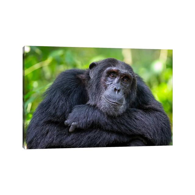 Chimpanzee Crossed Arms Uganda by Mogens Trolle - Wrapped Canvas Photograph Latitude Run Size: 66.04cm H x 101.6cm W x 3.81cm D on Productcaster.