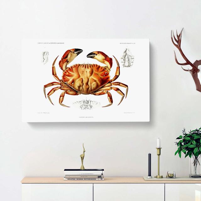 Crab by Albert I - Wrapped Canvas Painting Print East Urban Home Size: 40cm H x 60cm W x 3cm D on Productcaster.