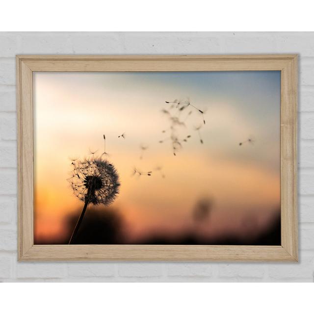 Dandellion Seeds Floating - Single Picture Frame Art Prints 17 Stories Size: 21cm H x 29.7cm W x 1.5cm D on Productcaster.