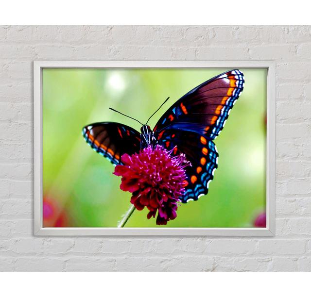 Colourful Butterfly Flower - Print Bright Star Size: 84.1cm H x 118.9cm W x 3.3cm D on Productcaster.