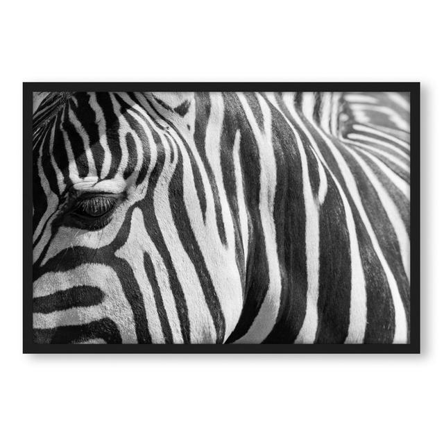 Gerahmtes Poster Zebra Portrait ModernMoments Größe: 38 cm H x 30 cm B x 2.5 cm T on Productcaster.