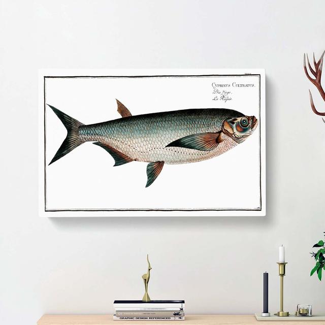 Knife Carp Fish by M.E. Bloch - Wrapped Canvas Print East Urban Home Size: 60cm H x 91cm W x 3cm D on Productcaster.