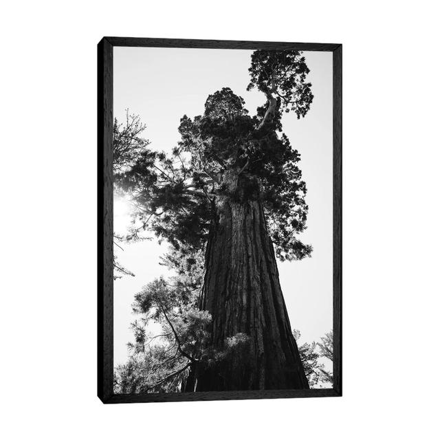 Sequoia National Park IX by Bethany Young - Print on Canvas Union Rustic Format: Black Framed, Size: 152.4cm H x 101.6cm W x 3.81cm D on Productcaster.