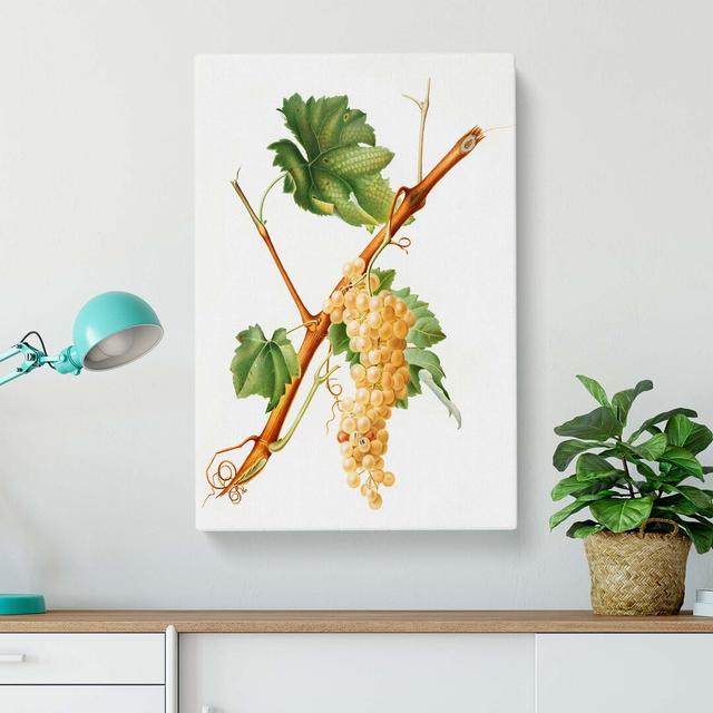 Vermentino Grapes by Giorgio Gallesio - Wrapped Canvas Painting Print East Urban Home Size: 76cm H x 50cm W x 3cm D on Productcaster.