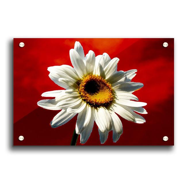 White Daisy on Red Flowers - Unframed Photograph Print on Acrylic East Urban Home Size: 21cm H x 29.7cm W on Productcaster.