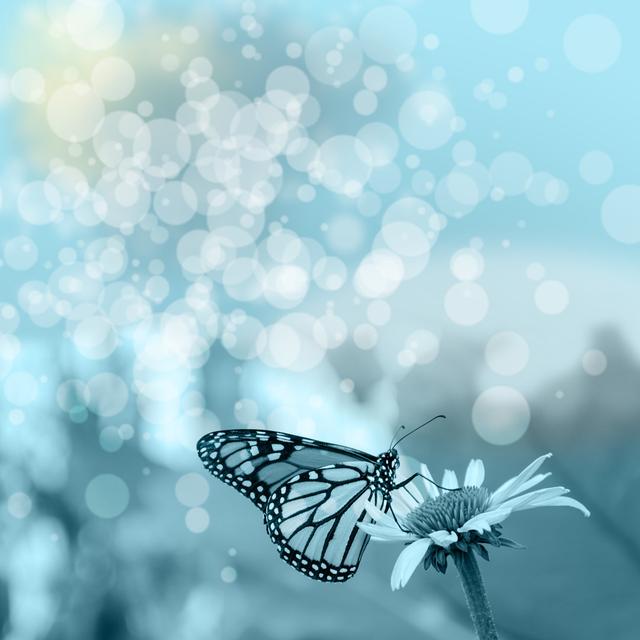 Butterfly on the Flower by Allar15 - Wrapped Canvas Photograph ClassicLiving Size: 122cm H x 122cm W on Productcaster.