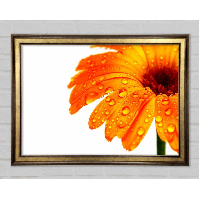 Stunning Fire Glow Petals - Print Ebern Designs Size: 59.7cm H x 84.1cm W x 1.5cm D on Productcaster.