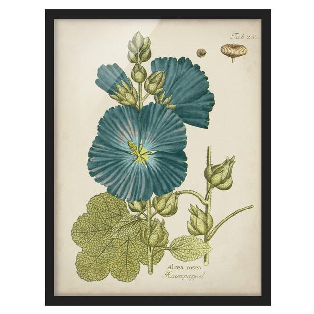 Vintage Botany in Blue Rose Poplar - Picture Frame Graphic Art Brambly Cottage Frame Option: Black Framed, Size: 70cm H x 50cm W x 2cm D on Productcaster.