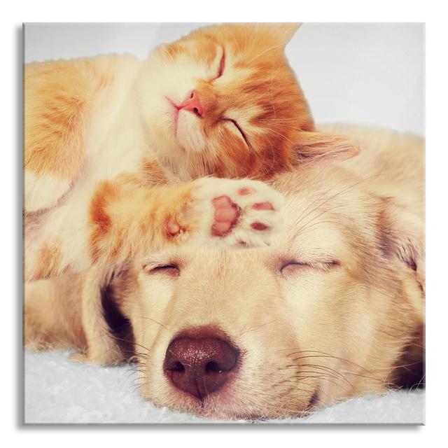 Kitten and Puppy Sleeping - Unframed Photograph on Glass Ebern Designs Size: 70cm H x 70cm W x 0.4cm D on Productcaster.