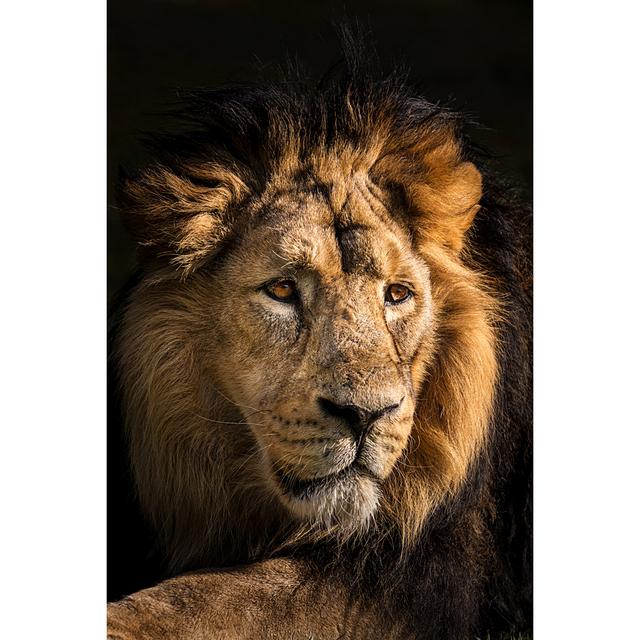 Lion Portrait by Zocha_K - No Frame Print on Canvas 17 Stories Size: 91cm H x 61cm W on Productcaster.