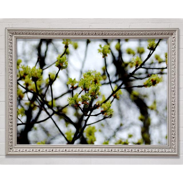 The First Signs Of Spring - Single Picture Frame Art Prints Bright Star Size: 84.1cm H x 118.9cm W x 3cm D on Productcaster.