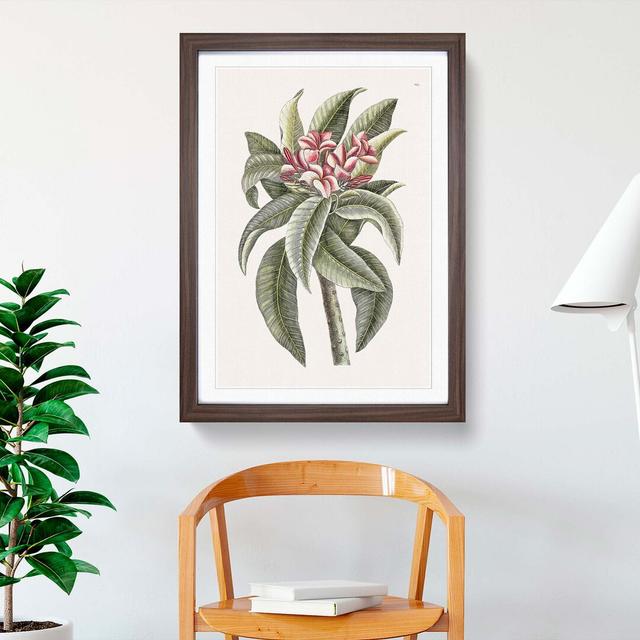 Pink Frangipani by Mark Catesby - Picture Frame Graphic Art Print East Urban Home Size: 50cm H x 35cm W x 2cm D, Frame Option: Walnut on Productcaster.