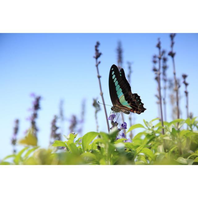 Lavande Butterfly On The Leaves by BobbyLau - Print Brambly Cottage Size: 81cm H x 122cm W x 3.8cm D on Productcaster.