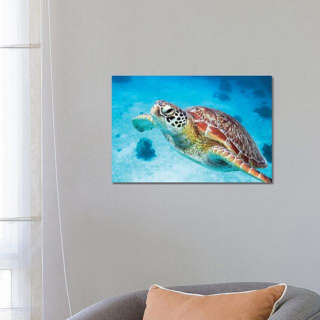 Green Turtle I by Matteo Colombo - Wrapped Canvas Gallery-Wrapped Canvas Giclée 17 Stories Size: 45.72cm H x 66.04cm W x 3.81cm D on Productcaster.