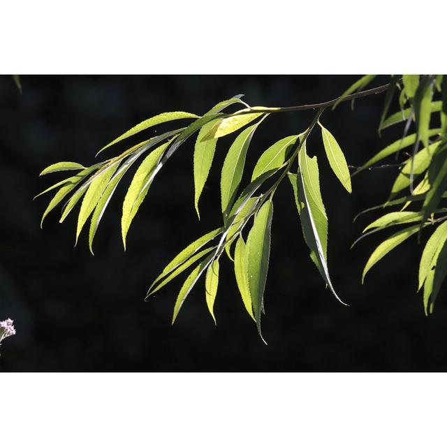 Backlit Leaves Of Willow Green von Whiteway - Druck auf Leinwand ohne Rahmen 17 Stories Größe: 81cm H x 122cm B on Productcaster.