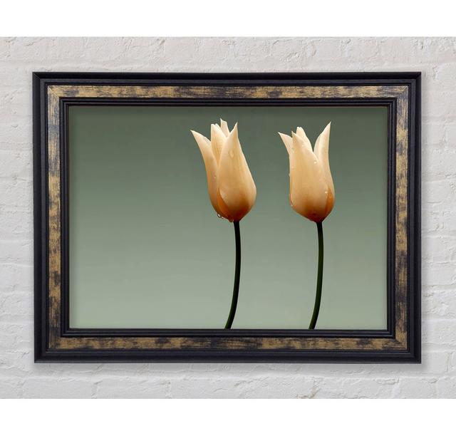 Stunning Cream Tulips - Single Picture Frame Art Prints Bright Star Size: 84.1cm H x 142.2cm W x 8cm D on Productcaster.