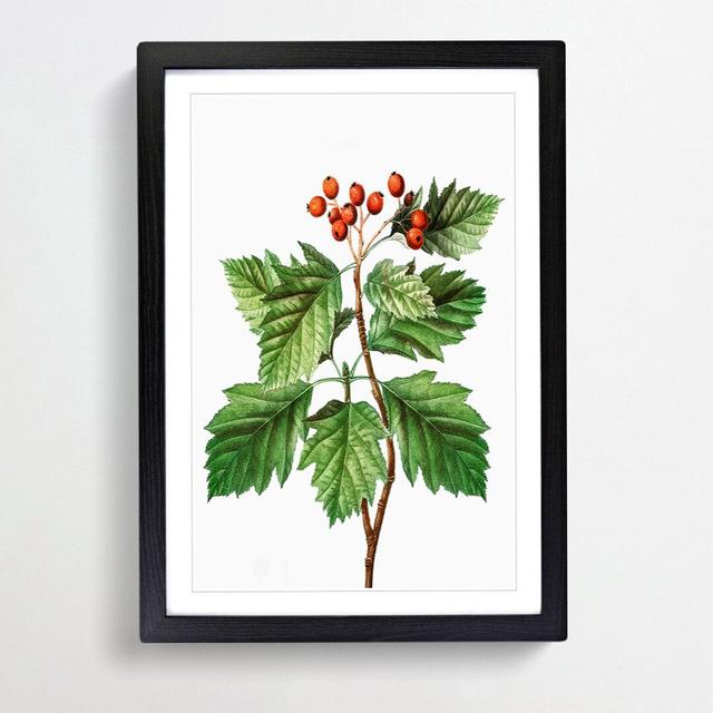 Hawthorn Berry Tree by Pierre-Joseph Redoute - Picture Frame Painting Print on MDF East Urban Home Frame Option: Black Framed, Size: 48cm H x 36cm W x on Productcaster.