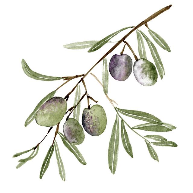 Olive Branch I by Melissa Wang - Wrapped Canvas Painting Rosalind Wheeler Size: 122cm H x 122cm W on Productcaster.