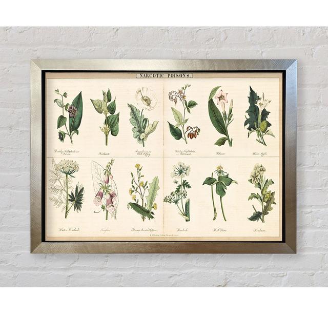 Flower Illustrations - Single Picture Frame Art Prints Bright Star Size: 100cm H x 141.4cm W x 3.4cm D on Productcaster.