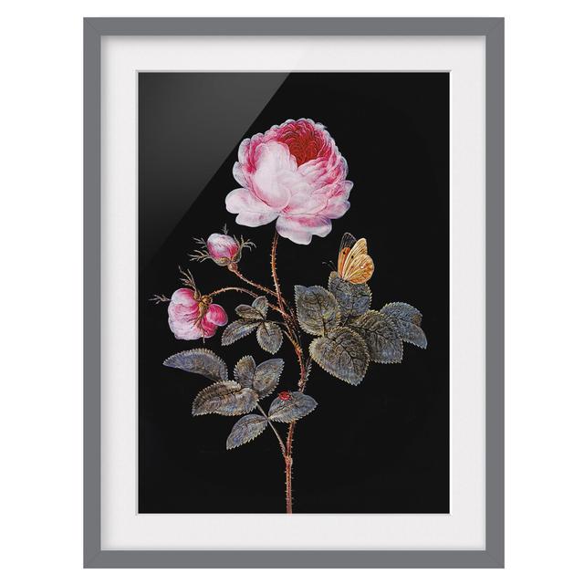 The Hundred-Petalled Rose by Barbara Regina Dietzsch - Picture Frame Painting Rosalind Wheeler Size: 40cm H x 30cm W x 2cm D, Frame Option: Grey on Productcaster.