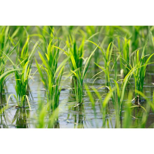 Green Field by Yankane - Wrapped Canvas Photograph Metro Lane Size: 51cm H x 76cm W on Productcaster.