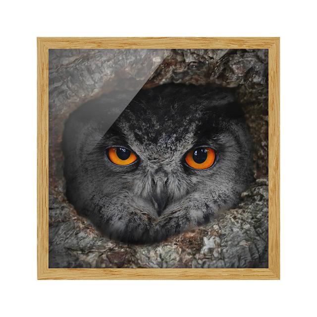 Watching Owl - Picture Frame Graphic Art Union Rustic Frame Option: Brown Framed, Size: 50cm H x 50cm W x 2cm D on Productcaster.