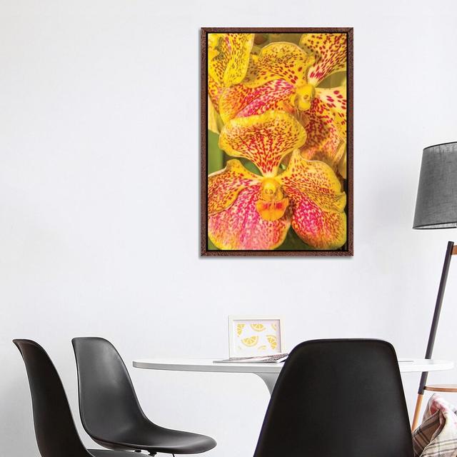 Close-Up Of Orchid Flowers, Sarasota, Florida, USA 1PC6 Ebern Designs Format: Classic Wood Framed, Size: 40" H x 26" W on Productcaster.