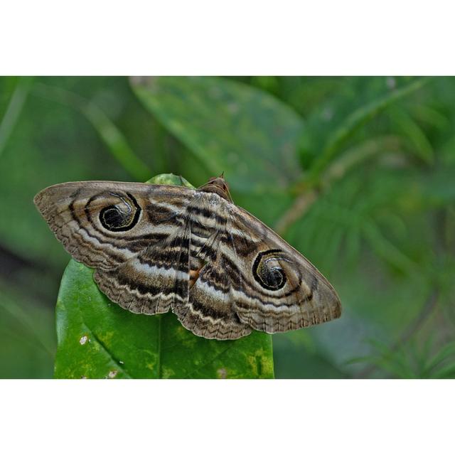 Owl Eyed Moth von JayeshGShah - Kunstdrucke auf Leinwand Brambly Cottage Größe: 60" H x 40" B x 1,8" T on Productcaster.