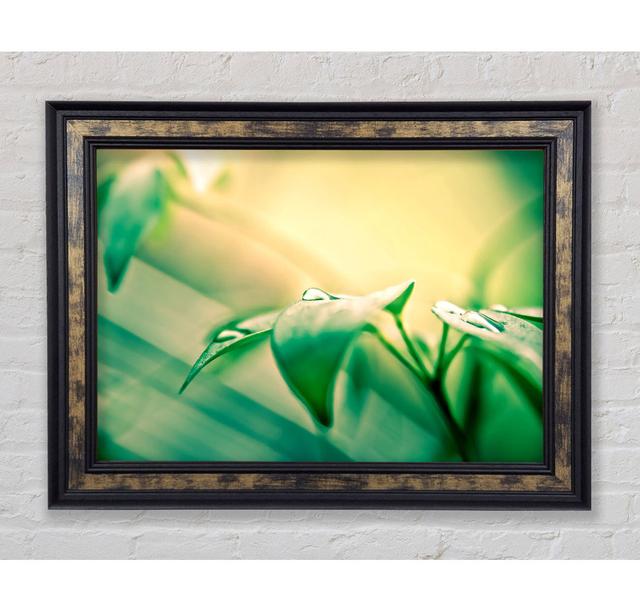 Single Picture Frame Art Prints Bright Star Size: 21cm H x 42cm W on Productcaster.