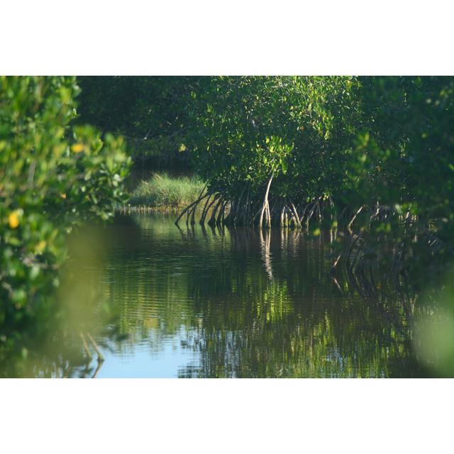 Mangrove Trees by Boogich - Wrapped Canvas Print Alpen Home Size: 61cm H x 91cm W x 3.8cm D on Productcaster.