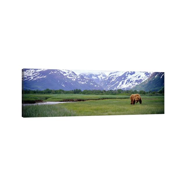 Grizzly Bear (Ursus Arctos Horribilis) Grazing In A Field, Kukak Bay - Wrapped Canvas Panoramic Print Union Rustic Size: 50.8cm H x 152.4cm W x 1.91cm on Productcaster.