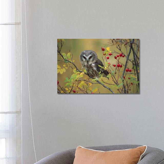 Northern Saw-Whet Owl Perching In A Wild Rose Bush, British Columbia, Canada I by Tim Fitzharris - Wrapped Canvas Print Alpen Home Size: 45.72cm H x 6 on Productcaster.