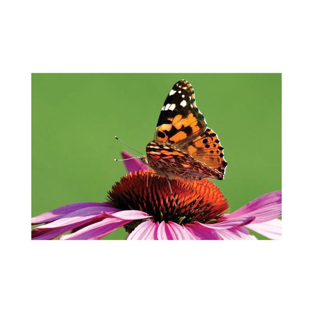 Painted Lady on Cone Flower by Brian Wolf - Wrapped Canvas Graphic Art Ebern Designs Size: 30.48cm H x 45.72cm W x 1.91cm D on Productcaster.