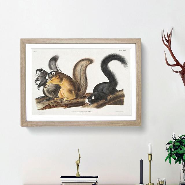 Fox Squirrels by J.W. Audubon - Picture Frame Painting Print East Urban Home Frame Option: Oak Framed, Size: 27cm H x 36cm W x 2cm D on Productcaster.