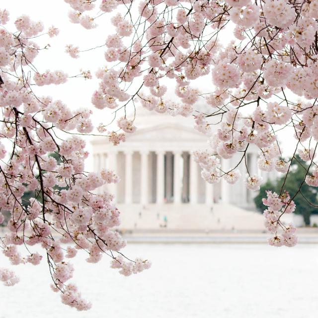 Enochville Cherry Blossom Festival, Washington, D.C. - Wrapped Canvas Photograph ClassicLiving Size: 30cm H x 30cm W x 3.8cm D on Productcaster.