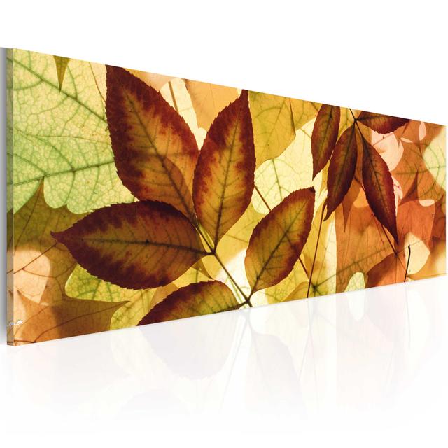 Collage - Leaves - Wrapped Canvas Panoramic Print Rosalind Wheeler on Productcaster.