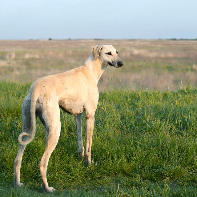 Arabian Greyhound by AlenPopov - Wrapped Canvas Art Prints 17 Stories Size: 76cm H x 76cm W on Productcaster.