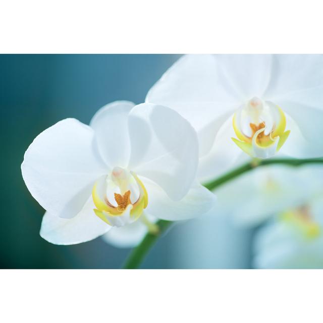 White Orchid by KWaiGon - No Frame Art Prints on Canvas Latitude Run Size: 61cm H x 91cm W on Productcaster.