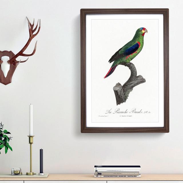 Swift Parrot by F. Levaillant - Picture Frame Art Prints East Urban Home Size: 65cm H x 48cm W x 2cm D, Frame Option: Walnut Framed on Productcaster.