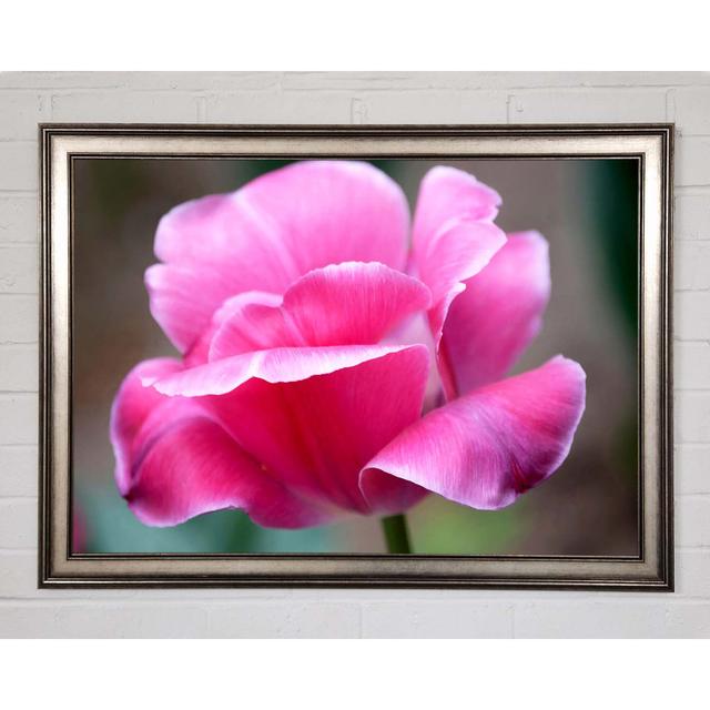 Pink Ruffle Petals - Single Picture Frame Print Brayden Studio Size: 29.7cm H x 42cm W x 1.5cm D on Productcaster.