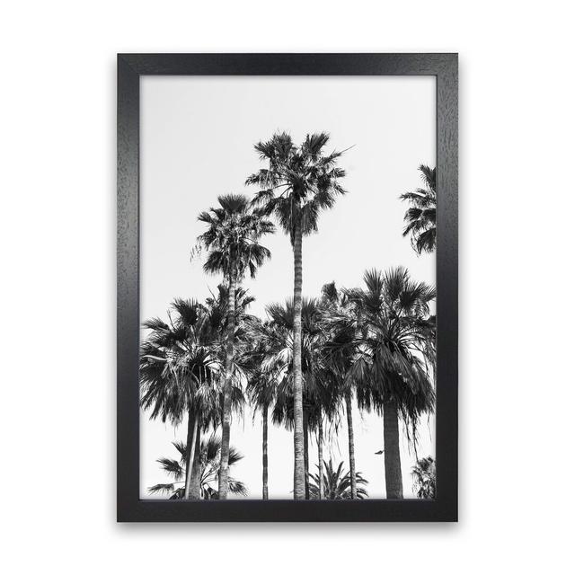 Sabal Palmetto II Palm Trees by Victoria Frost - Print 17 Stories Size: 34cm H x 25cm W x 3cm D, Format: Black Framed on Productcaster.