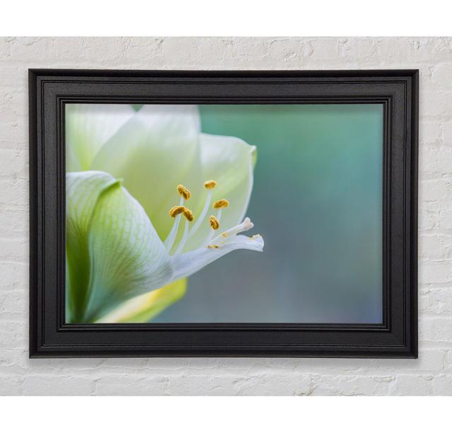 White Flower With Pollen - Single Picture Frame Art Prints Ebern Designs Size: 42Cm H x 59.7cm W x 8cm D on Productcaster.