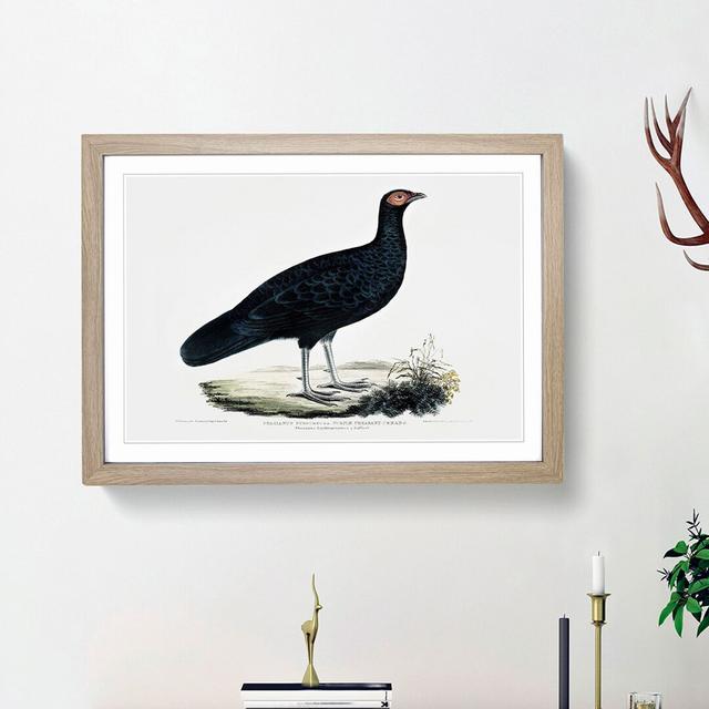 Pheasant by John Edward Gray - Picture Frame Painting Print East Urban Home Size: 36cm H x 48cm W x 2cm D, Frame Option: Oak Framed on Productcaster.