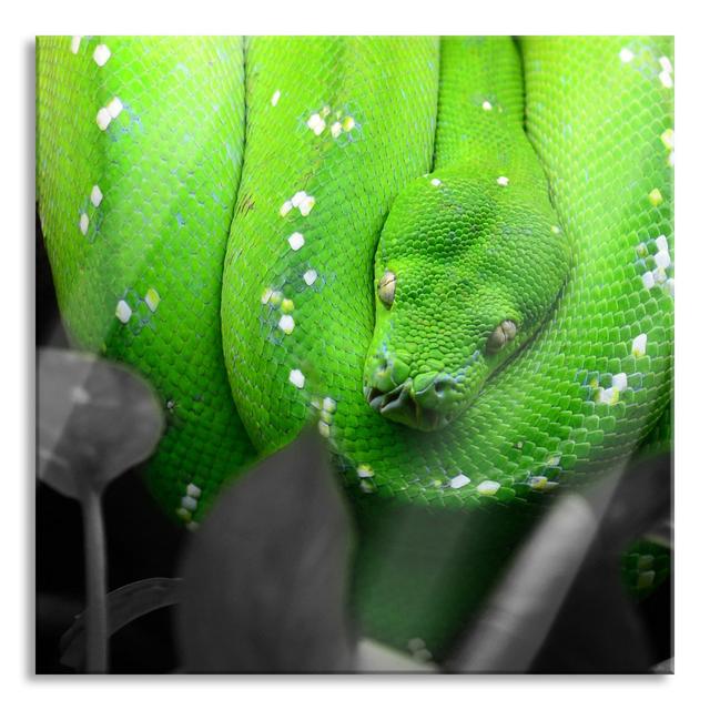 Poisonous Green Snake - Unframed Photograph on Glass Ebern Designs Size: 60cm H x 60cm W on Productcaster.